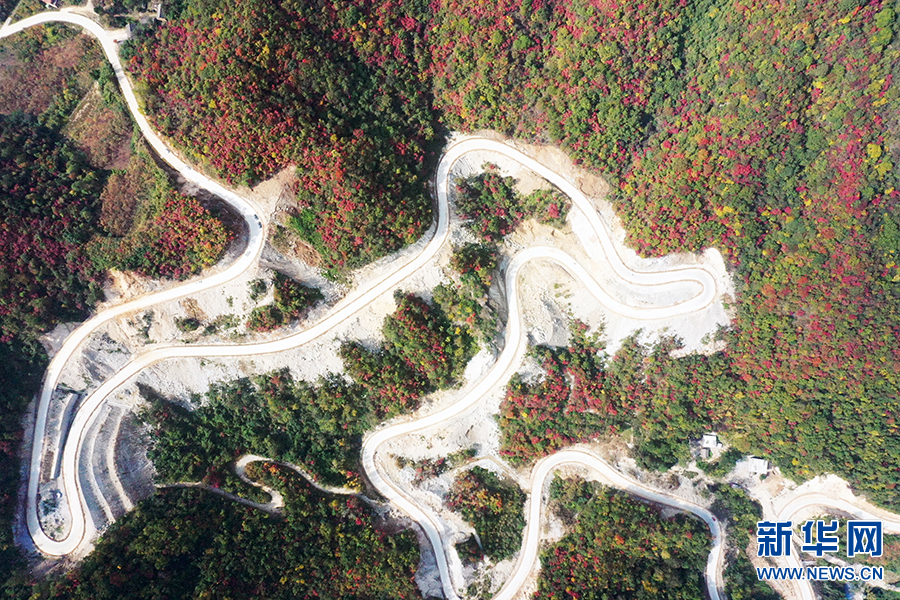 南阳西峡：秋日山林层林尽染