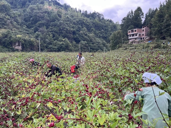 （供稿）贵州都匀潘硐村：“植物红宝石”拓宽群众致富路_fororder_29407c888bd738e94ca6d54543b8776