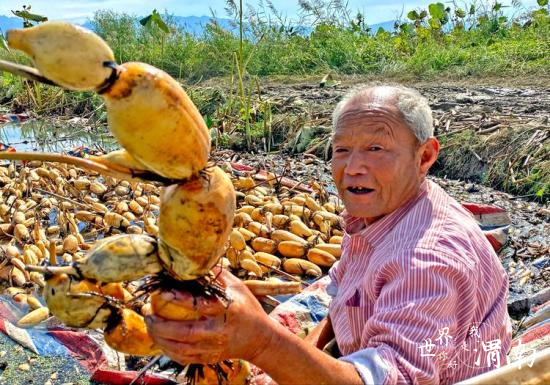 陕西大荔县范家镇：“黄河九孔莲”进入收获季_fororder_图片4