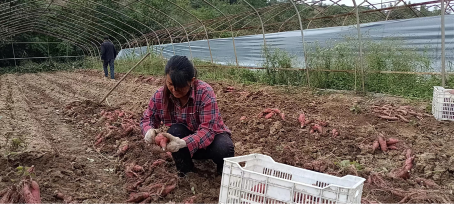 宝鸡陇县温水镇：红薯喜获丰收 群众甜蜜致富_fororder_图片1