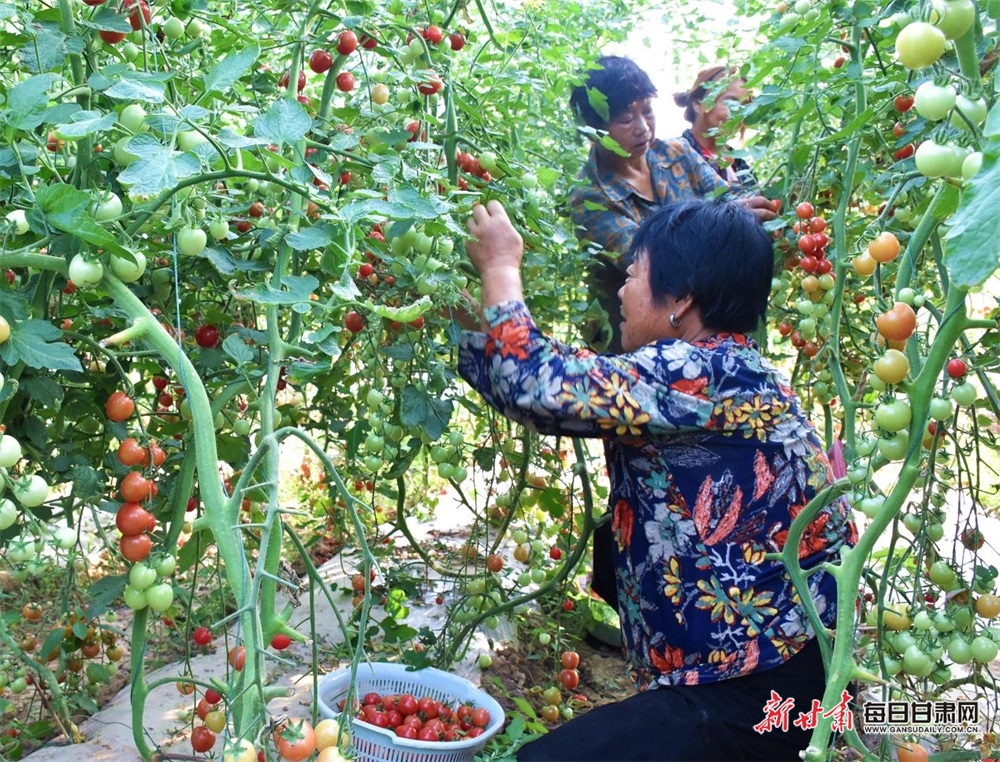 【陇南】陇南成县店村镇：“菜篮子”鼓起“钱袋子”_fororder_3