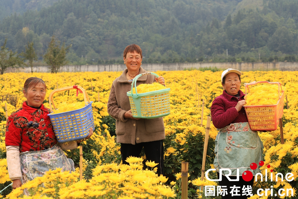 （供稿）贵州钟山：秋日“黄花”分外香_fororder_微信图片_20221013145030