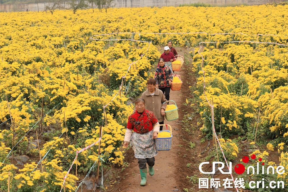 （供稿）贵州钟山：秋日“黄花”分外香_fororder_微信图片_20221013145020