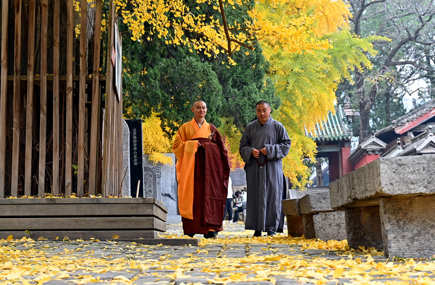 千年古刹少林寺 银杏叶落遍地金