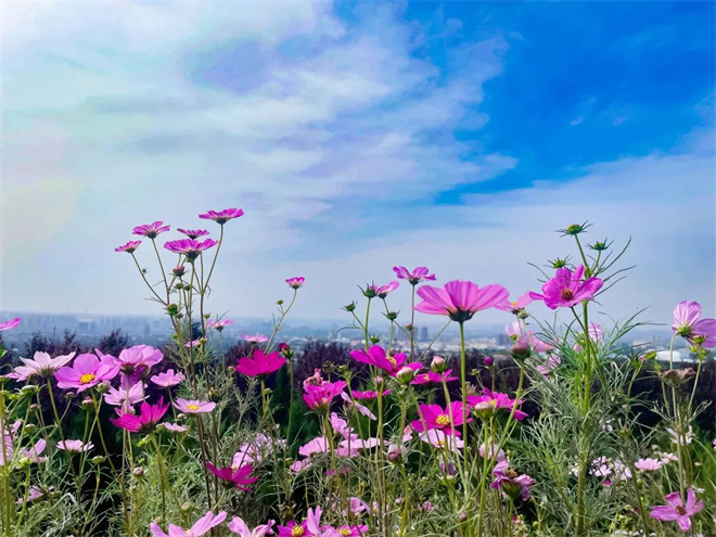 【人间秋色在陕西】灞河左岸生态公园：秋末冬初 花海如云如烟如锦_fororder_微信图片_20221107111313