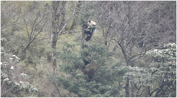 Sichuan Collected DNA Information Records of More than 500 Giant Pandas