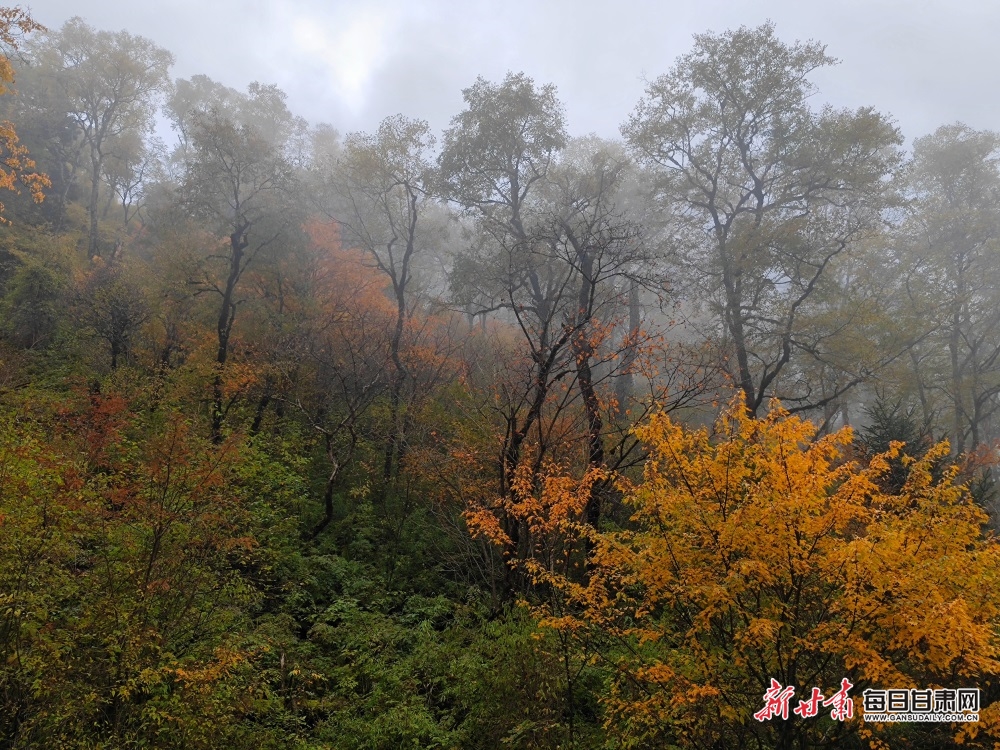 【大美甘肃】陇南：秋末冬初，官鹅沟风景这边独好