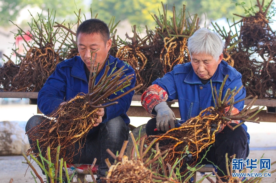 河南南阳：“立冬”日 剪月季