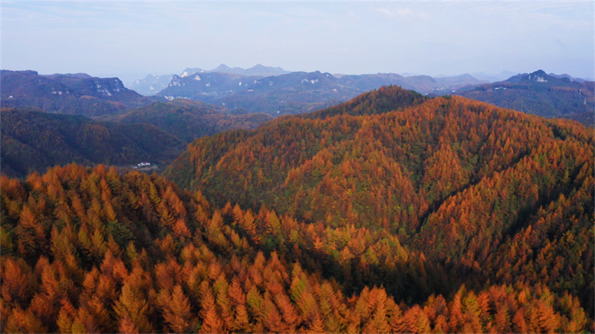 湖北建始：秋色黄遍地 林海尽染金