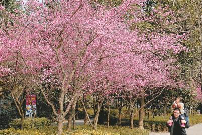 [治国理政新实践·四川篇]四川启动城市生态修复工程 35平方公里城市生态修复