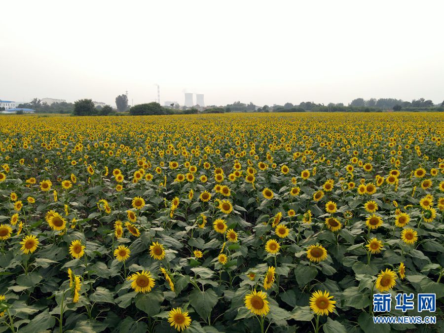 【城市远洋】河南洛阳：向阳花开醉游人