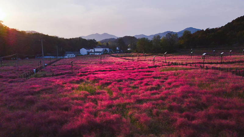 【原创】信阳罗山：漫步花海里 人在画中游_fororder_粉红花海