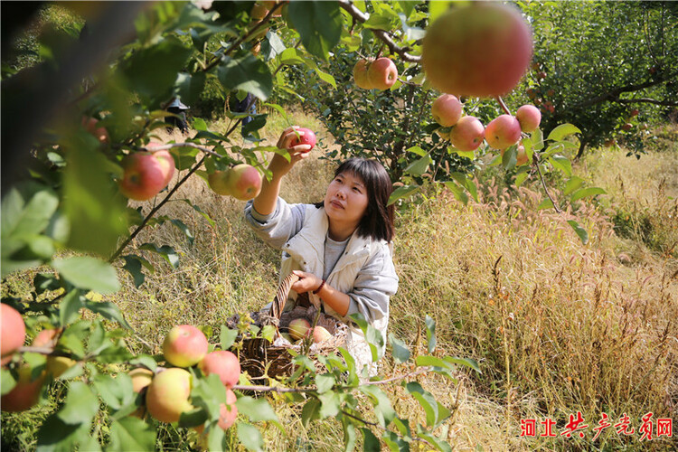 河北迁安：苹果飘香挂满枝 映红百姓增收路