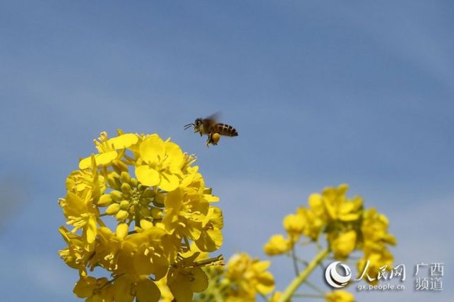 【焦点图】广西隆林油菜花开景色美