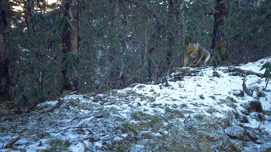 Giant Pandas, Snow Leopards...Chengdu's Dayi County Captures Several Precious Images of Rare WildlifeGiant Pandas, Snow Leopards...Chengdu's Dayi County Captures Several Precious Images of Rare Wildlife_fororder_图片 3