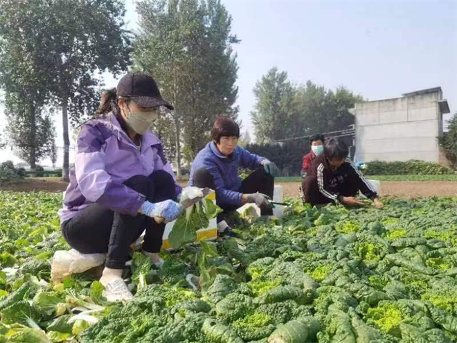 鄠邑区涝店街道：菜农喜获丰收_fororder_图片3