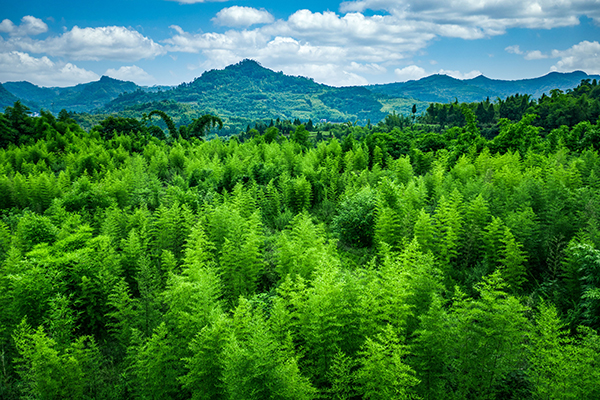 原产地｜青山竹语 碧水为歌 ——眉山青神县高质量建设最美竹林生态风景线_fororder_大美青神-供图-青神县委宣传部(1)