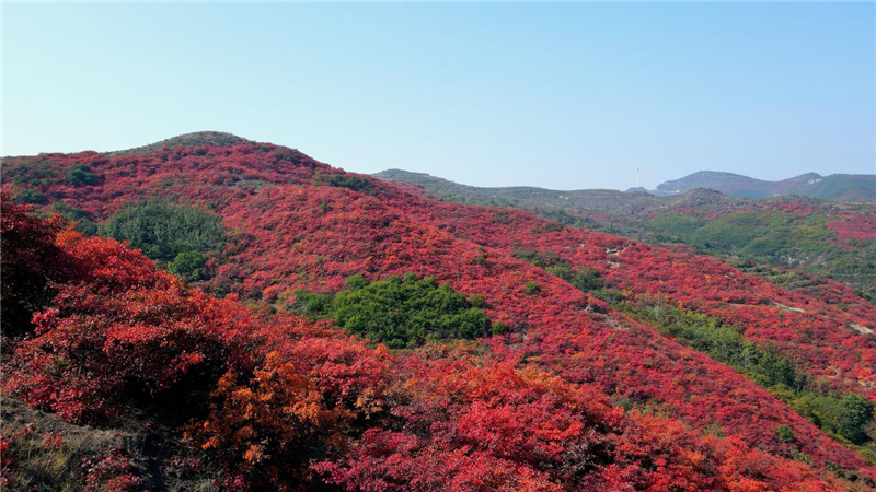 许昌禹州鸠山：满山红叶惹人醉_fororder_图片14