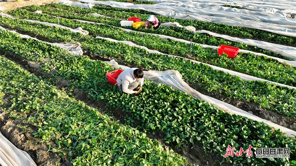 【甘州】甘州区供港蔬菜基地采摘忙_fororder_4