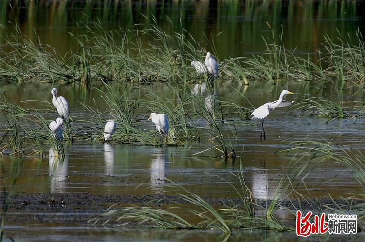 河北迁安：黄台水美白鹭飞