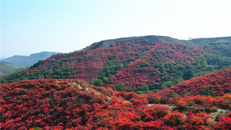 许昌禹州鸠山：满山红叶惹人醉_fororder_图片15