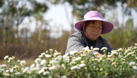 信阳市平桥区：菊花漫野摇曳生“金” 红薯飘香产业兴旺_fororder__65380001