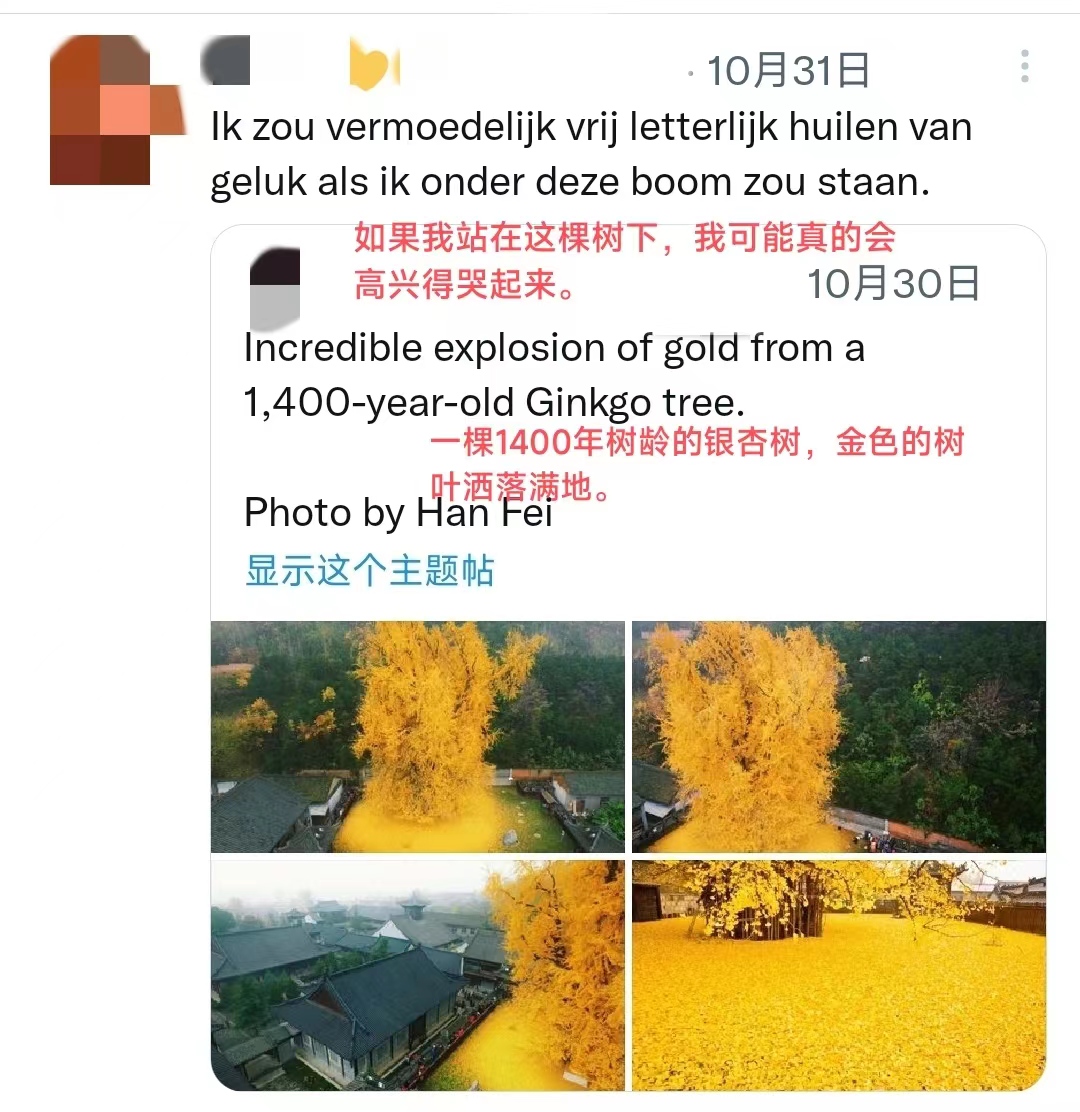 【陕耀国际·11期】陕西这颗银杏树又双叒叕火了！外国网友：好想亲眼看看_fororder_微信图片_20221111102339