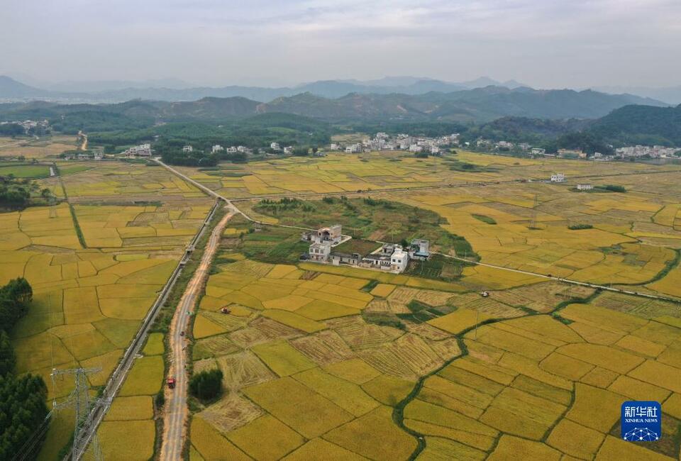 广西南宁：丰收的田园