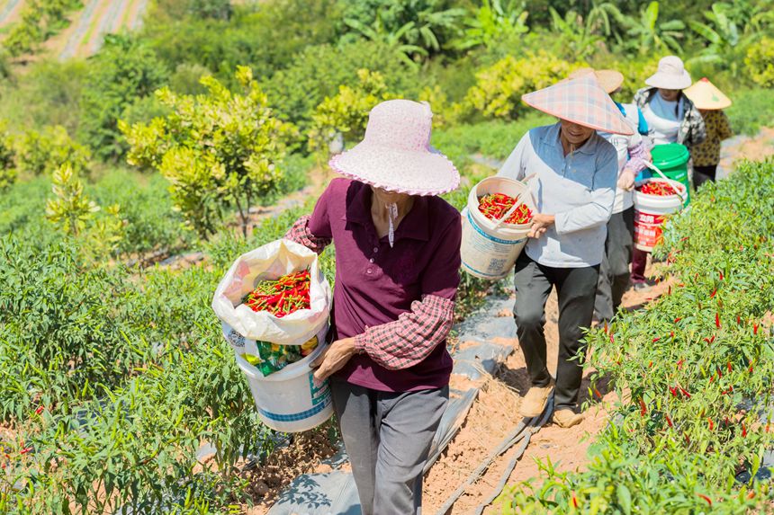 广西桂平：金秋十月 正是辣椒“当红”时