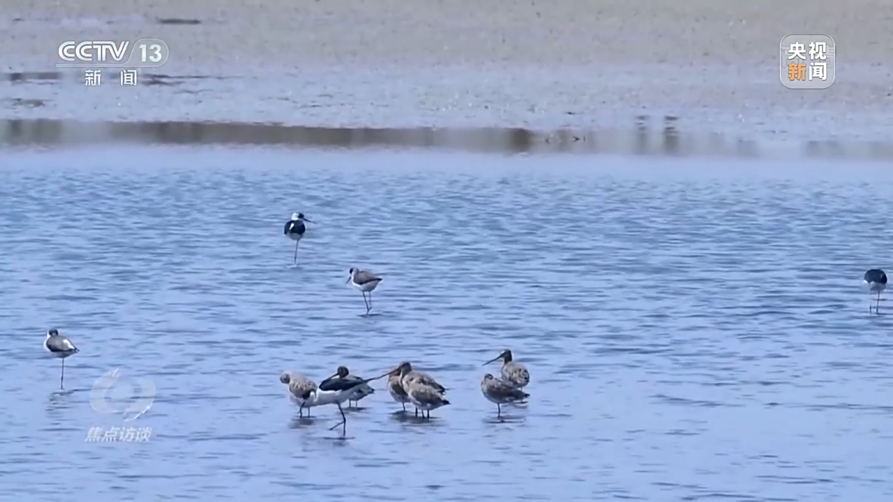 焦点访谈丨珍爱湿地 守护未来