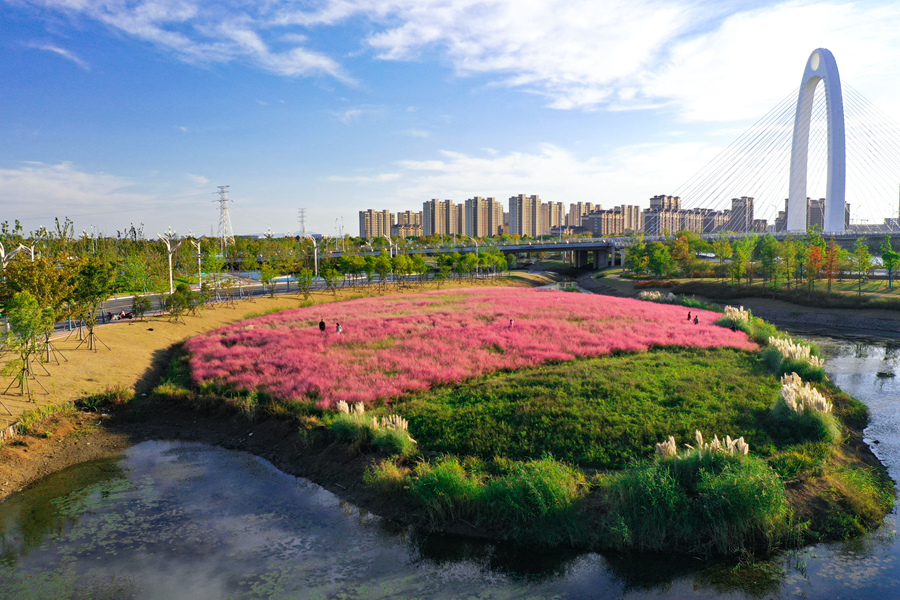 南京六合：粉黛“花海”迎客来