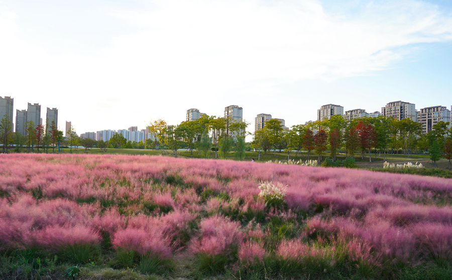 南京六合：粉黛“花海”迎客来