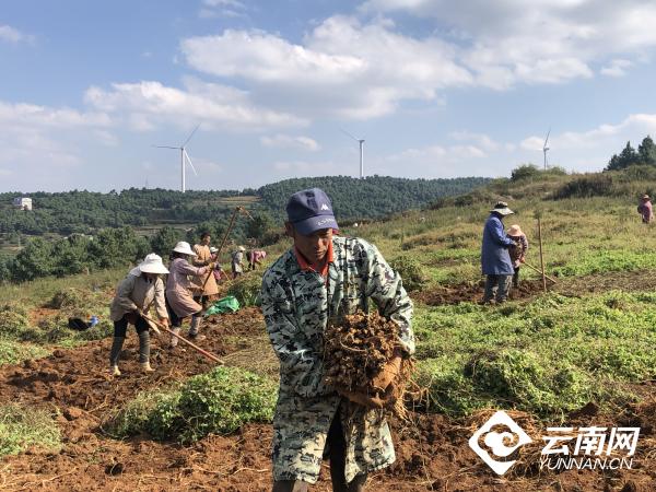 曲靖陆良：科技助力云南参阔步“出山”