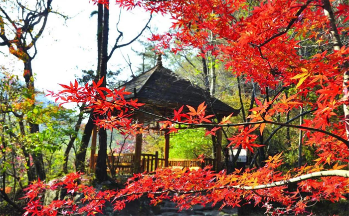 黄冈英山县桃花冲风景区第六届红叶节开幕_fororder_图片1