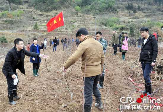 已过审【社会民生】石柱县中益乡：节后上班全民种植“摇钱树”