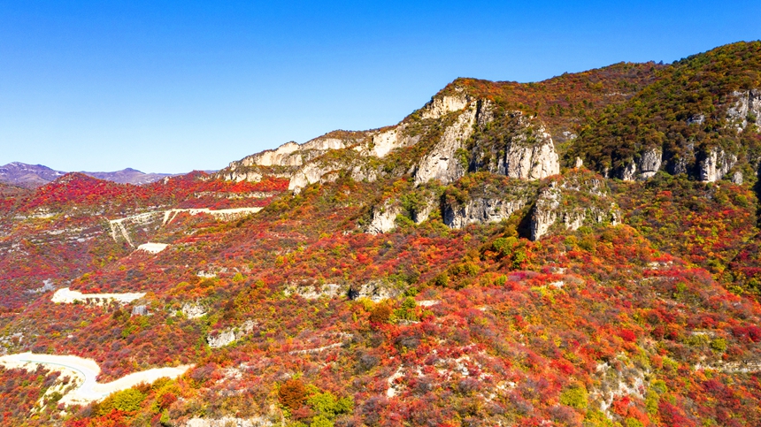 【中首图】邯郸涉县：层林尽染秋韵浓 太行红叶遍山岗