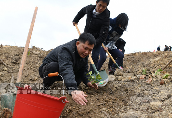 [焦点图]罗城：干部职工义务种植油茶添新绿(图)