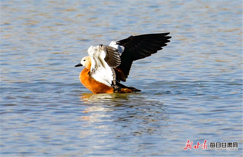 【轮播】敦煌党河湿地候鸟翔集风景美