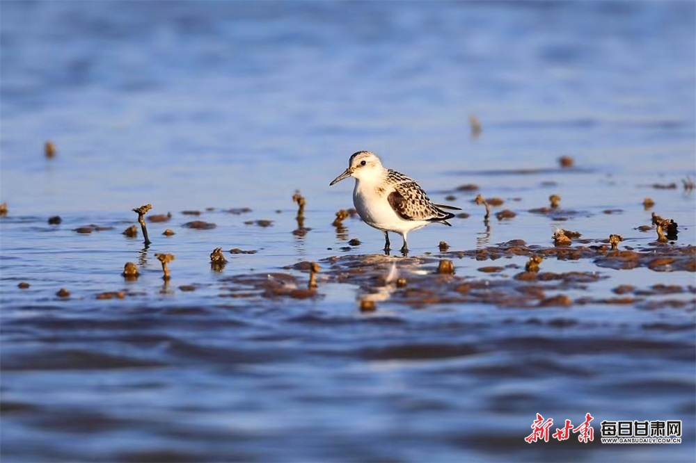 【张掖】稀罕！张掖黑河湿地发现三趾滨鹬和银鸥