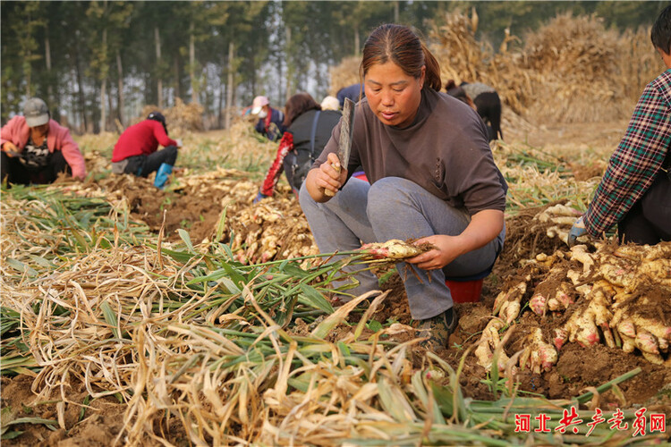 河北迁安：村企联建美好“姜”来