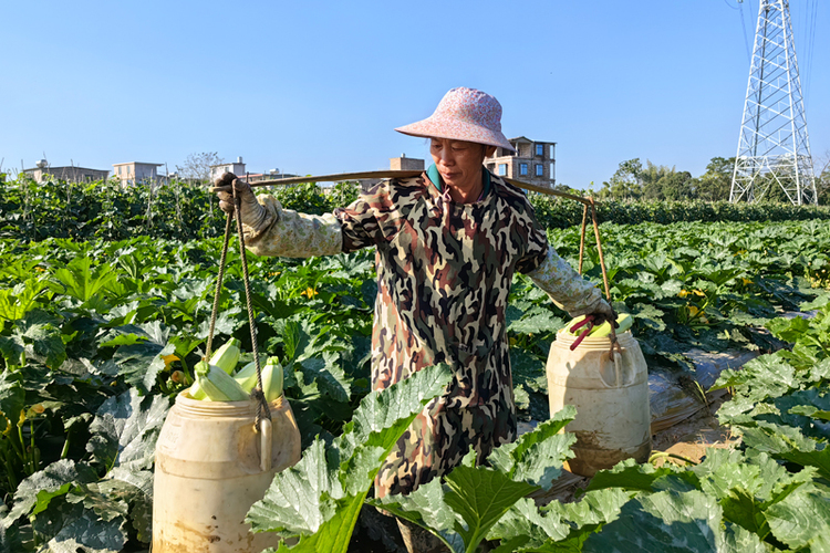 百色：秋冬蔬菜采摘忙 “南菜北运”正当时_fororder_LOCAL1668497364708JDEKT3NS6Y