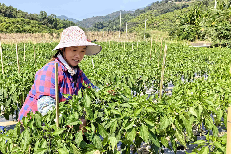 百色：秋冬蔬菜采摘忙 “南菜北运”正当时_fororder_LOCAL166849738863010RP9F8DGO