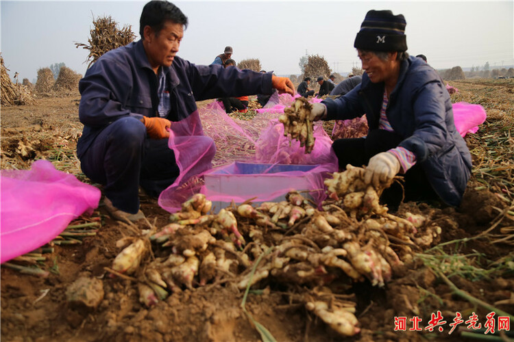 河北迁安：村企联建美好“姜”来