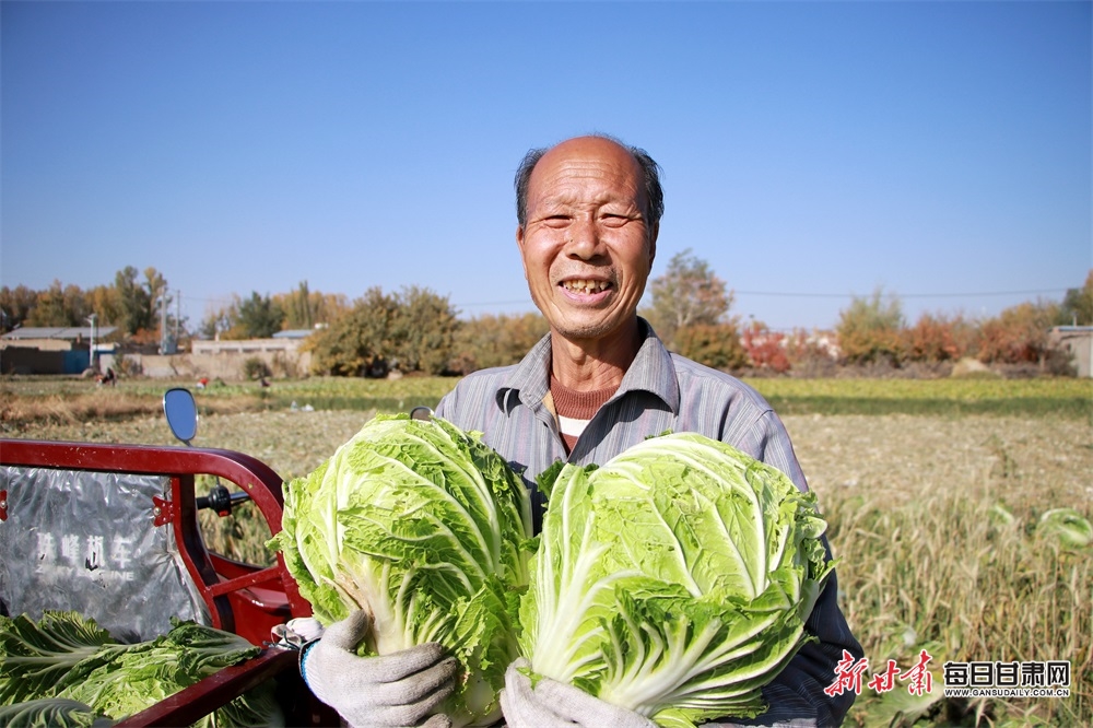 酒泉金塔县金塔镇红光村的复种白菜喜丰收_fororder_3