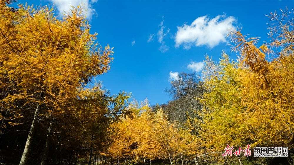 【天水】天水张家川关山秋色关不住了_fororder_2