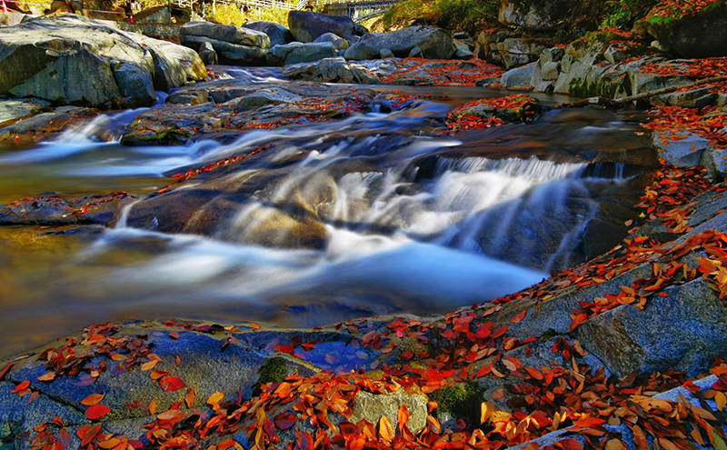 Red Leaves in a Fairyland at Sichuan Guangwu Mountain_fororder_图片 2