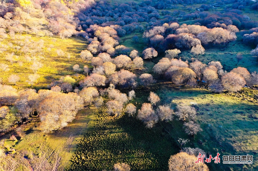 【天水】天水张家川关山秋色关不住了_fororder_4