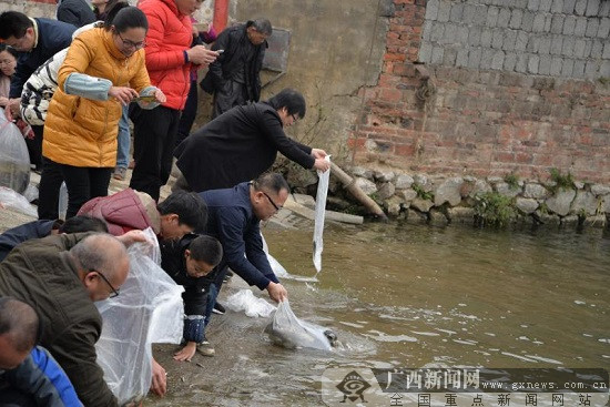 [八桂大地]植树放鱼苗贺新年 柳江区组织团拜活动改善生态