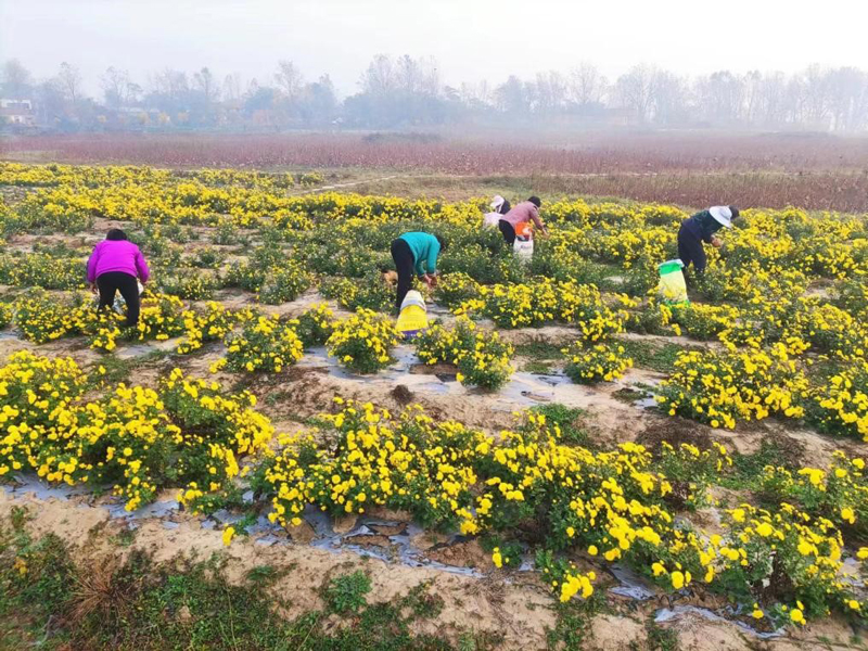 【原创】信阳市平桥区：又是一年菊好景，农户地里采摘忙_fororder_111