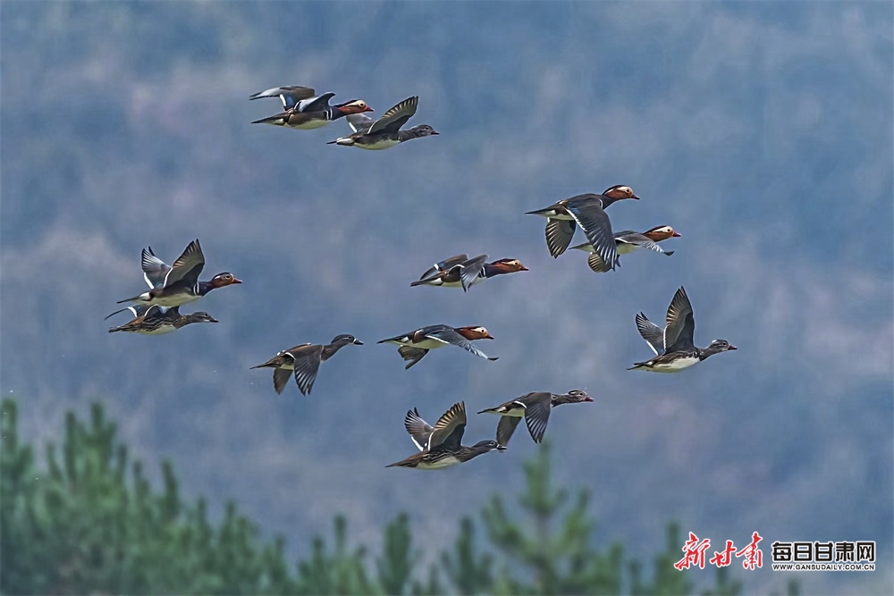 【生态】成群野生鸳鸯栖息合水固城新村水库